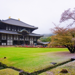 东大寺大佛殿的#旅图换旅费#