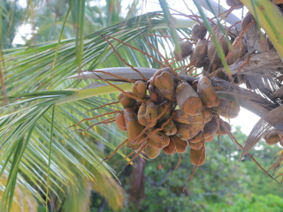 可可波杜希蒂岛