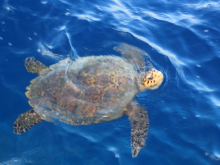 可可波杜希蒂岛