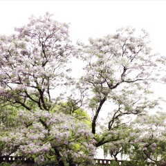岳阳楼