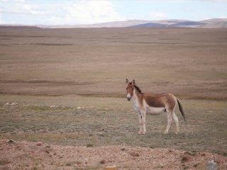 可可西里国家级自然保护区