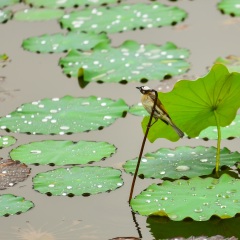沙面