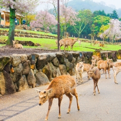 若草山的#旅图换旅费#