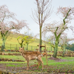 若草山的#旅图换旅费#
