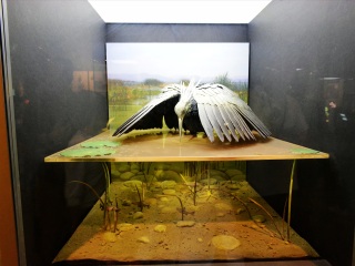 上海自然博物馆