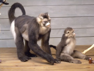 上海自然博物馆