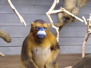 上海自然博物馆