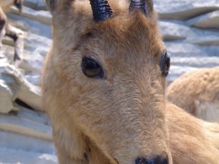 上海自然博物馆
