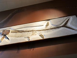 上海自然博物馆