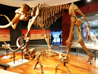 上海自然博物馆