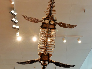 上海自然博物馆