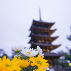 兴福寺的#旅图换旅费#