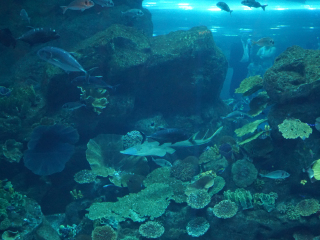 迪拜水族馆和水下动物园