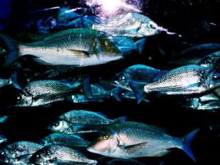 迪拜水族馆和水下动物园