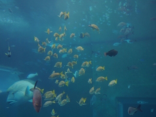 冲绳美丽海水族馆