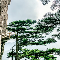 松鼠跳天都的#旅图换旅费#