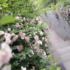 武汉大学