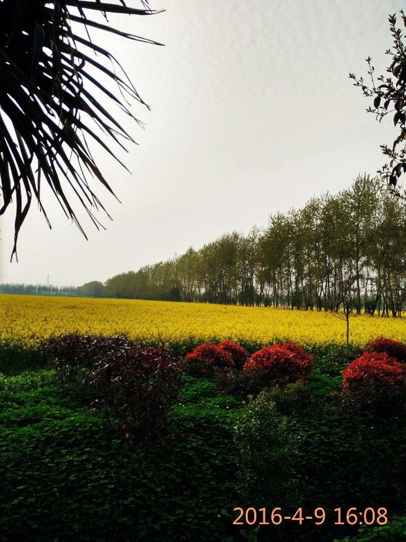 五,后记                          观遍地金黄十里香的千亩油菜花