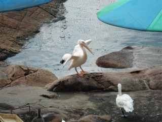 神雕山野生动物自然保护区