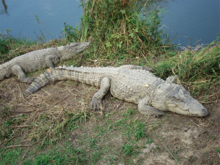 神雕山野生动物自然保护区