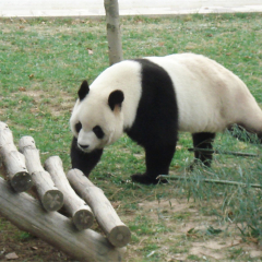 神雕山野生动物自然保护区的#旅图换旅费# #公园#