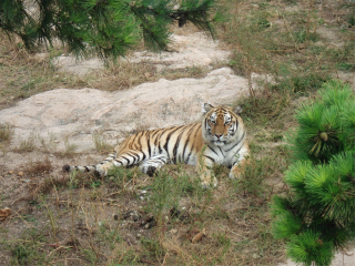 神雕山野生动物自然保护区