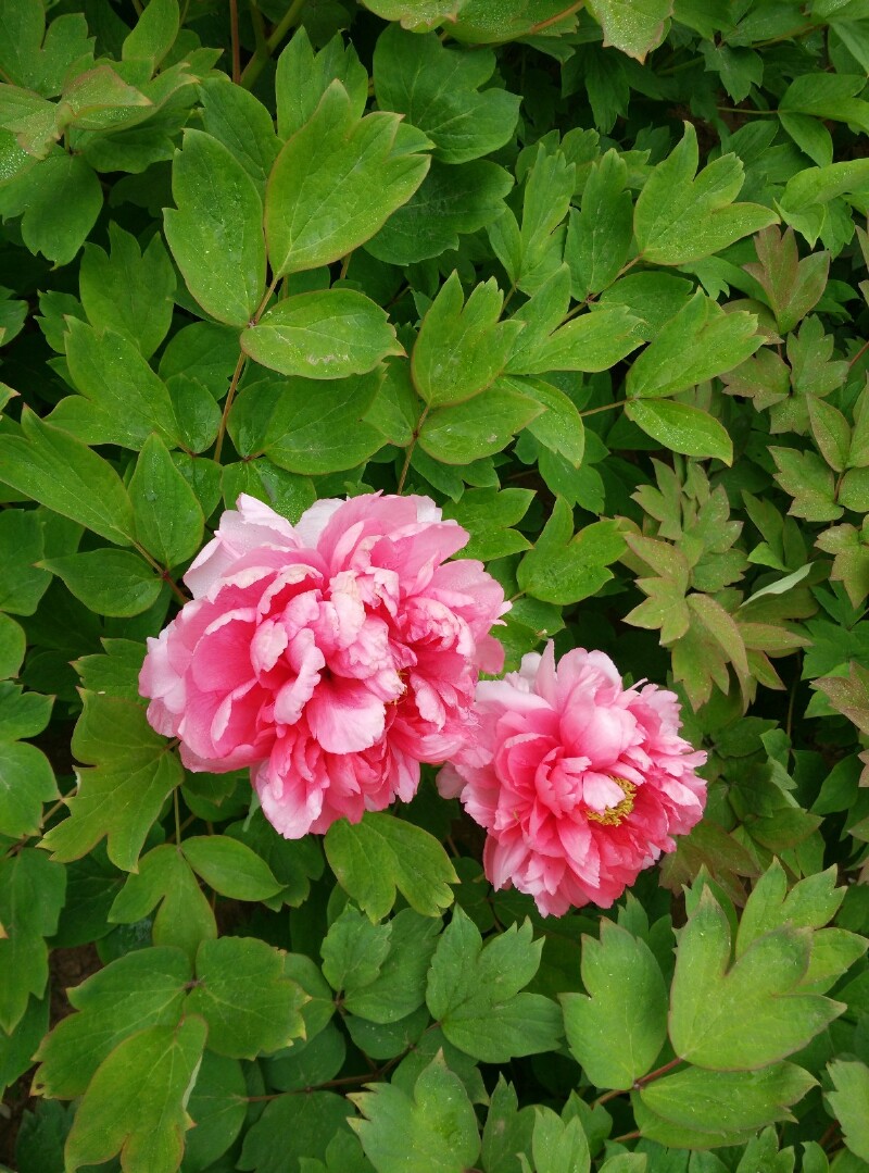 红牡丹梅花开花图片图片