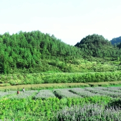 大木花谷的#旅图换旅费#