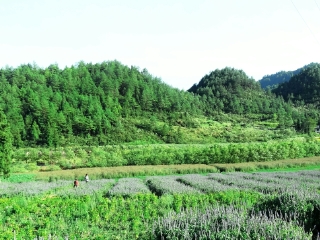 大木花谷