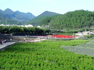 大木花谷