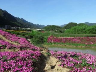 大木花谷