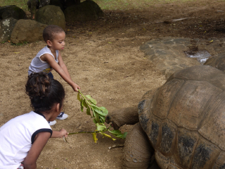 毛里求斯鳄鱼公园