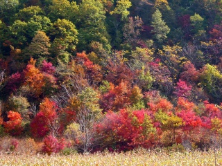 天桥沟国家森林公园