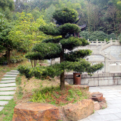 杭州云栖竹径的#旅图换旅费# #旅拍# #自然风光#