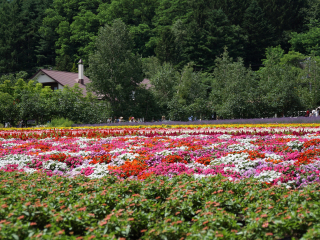 富良野花田