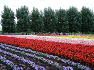 富良野花田