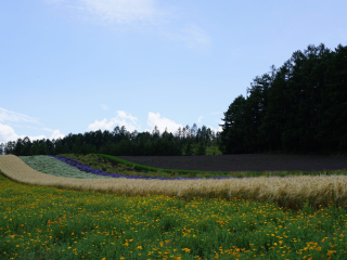 富良野花田