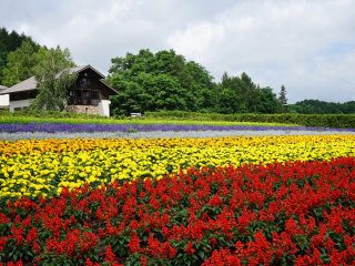 富良野花田