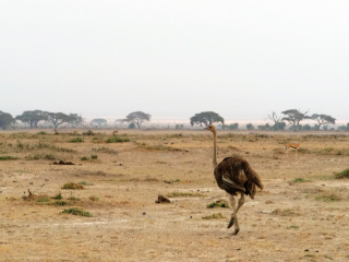 安博塞利国家公园