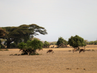 安博塞利国家公园