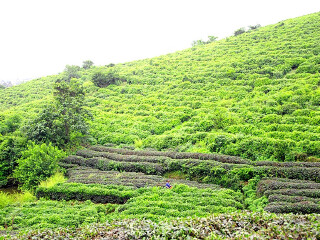 黄龙岘茶文化村