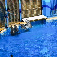 香港海洋公园 景点模块