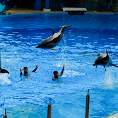 香港海洋公园 景点模块