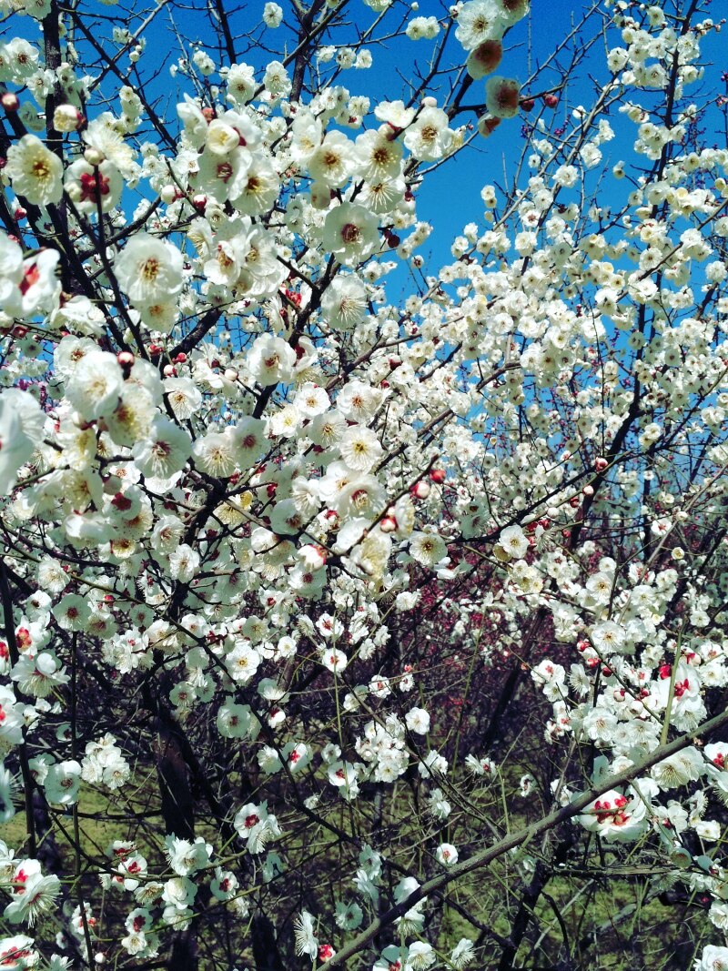 千姿百媚梅花林74安阳两馆畔梅园记72