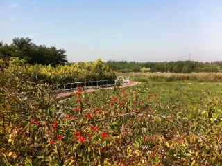 天津临港生态湿地公园