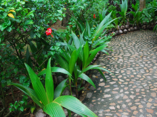 兴隆热带植物园