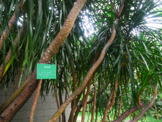 兴隆热带植物园