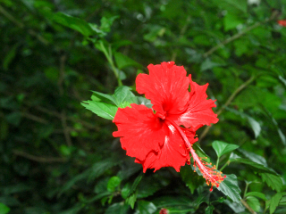 兴隆热带植物园