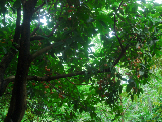 兴隆热带植物园