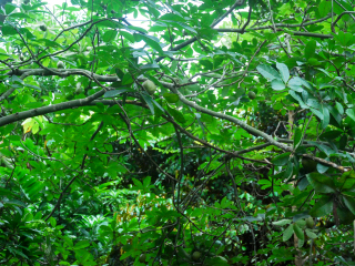 兴隆热带植物园